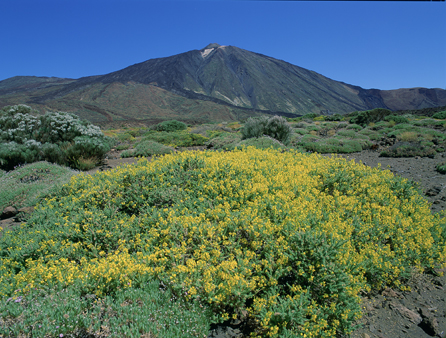 Aguilles d' AmitgesCodeso de cumbre en flor y Teide al fondo