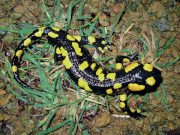 Salamandra común (Juan José Jiménez)