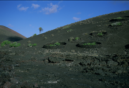 Ladera volcánica con cultivos